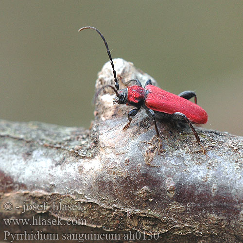 Pyrrhidium sanguineum ah0130