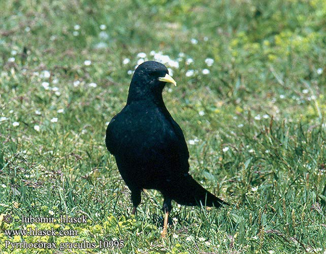 Pyrrhocorax graculus 10995