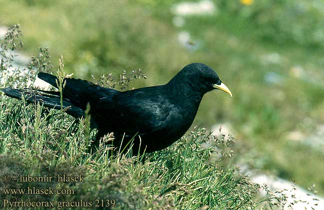 Pyrrhocorax graculus 2139