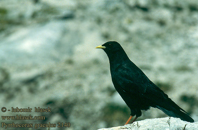 Gracchio alpino Alpekaie Alpkaja 黄嘴山鸦