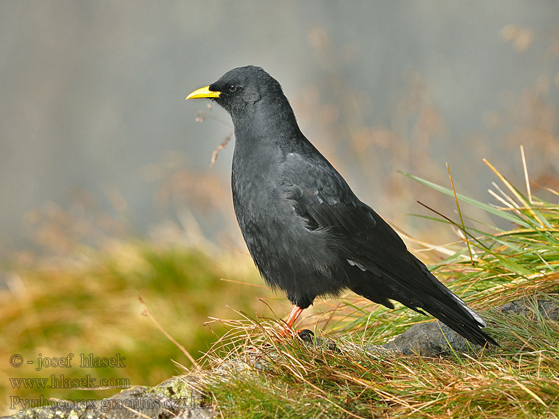 Pyrrhocorax graculus