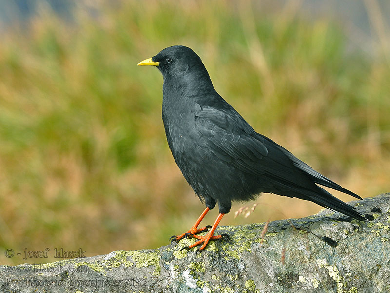 Pyrrhocorax graculus