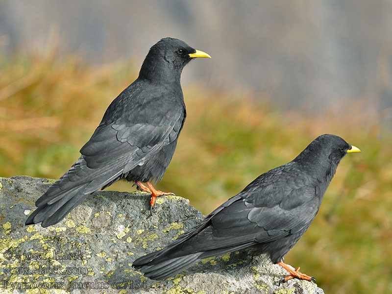 Pyrrhocorax graculus