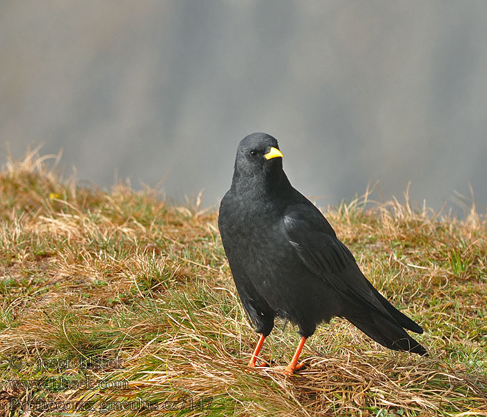 Pyrrhocorax graculus