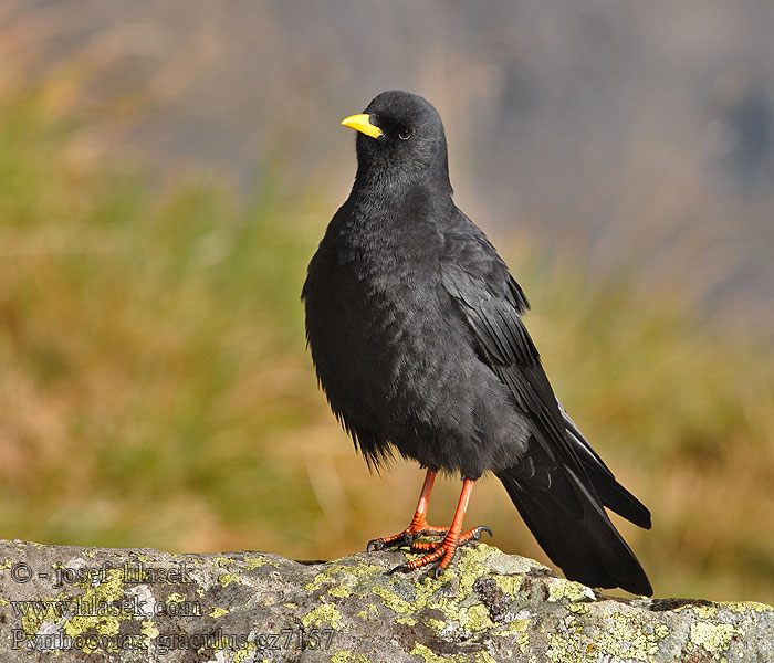 Pyrrhocorax graculus