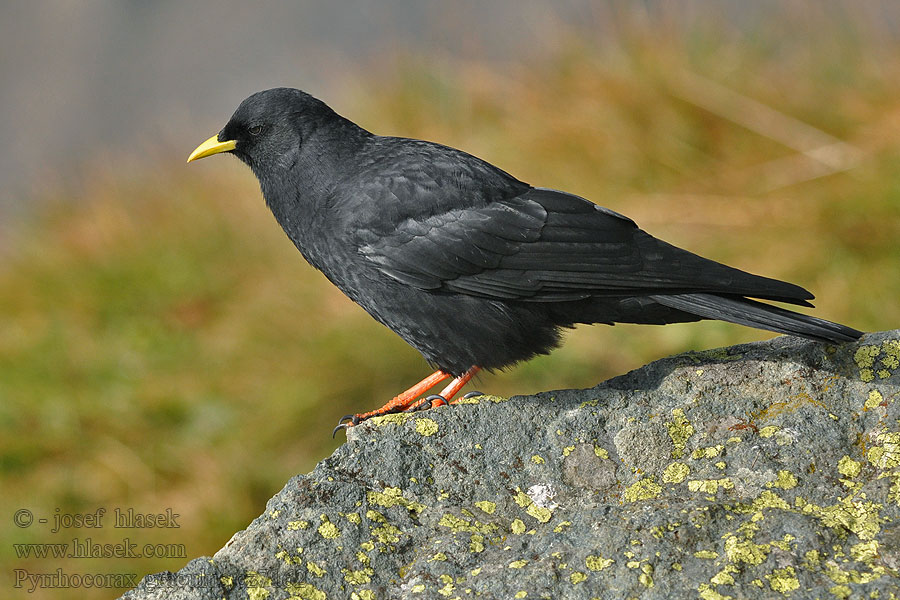 Pyrrhocorax graculus