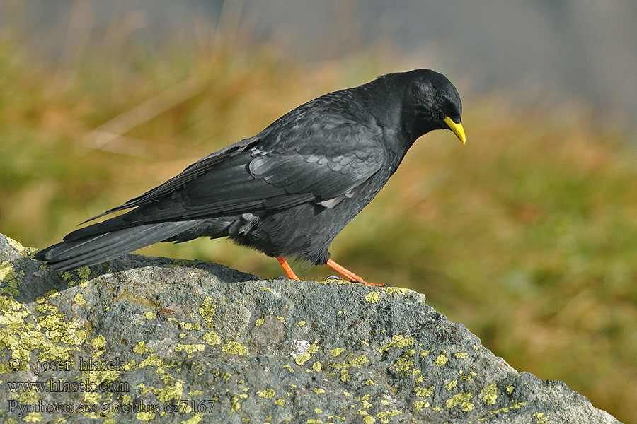 Pyrrhocorax graculus