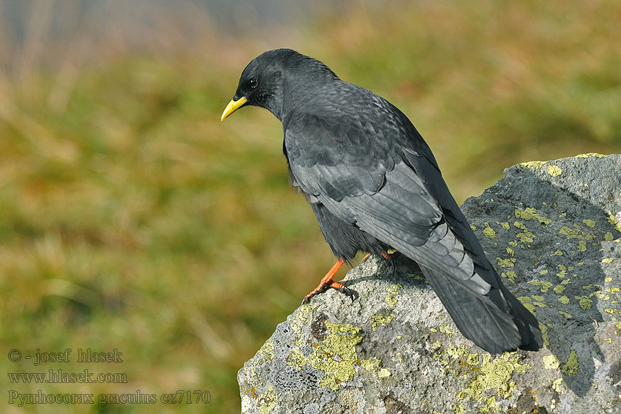 Pyrrhocorax graculus