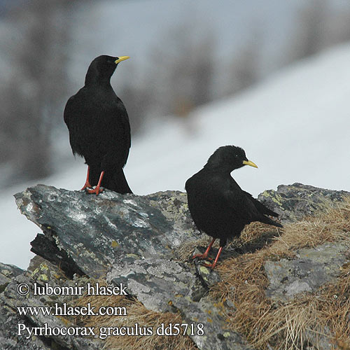 Pyrrhocorax graculus dd5718