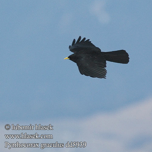 Čavka žltozobá Pyrrhocorax graculus Alpine Chough Alpendohle