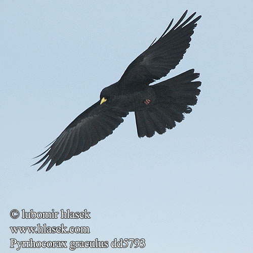 Alpine Chough Alpendohle Chocard bec jaune Chova Piquigualda