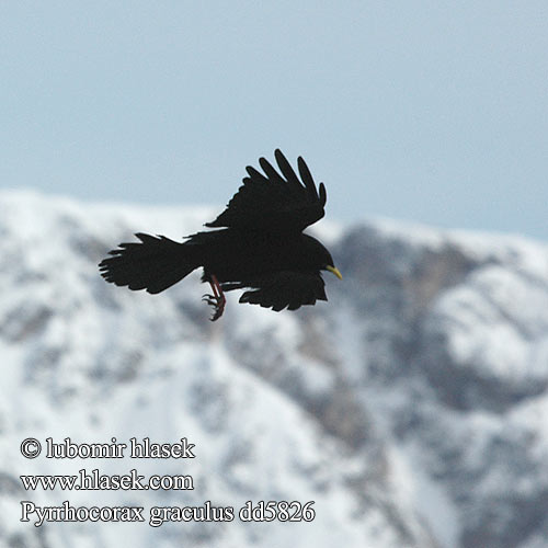 Alpendohle Chocard bec jaune Chova Piquigualda