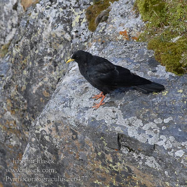 Pyrrhocorax graculus ee6477