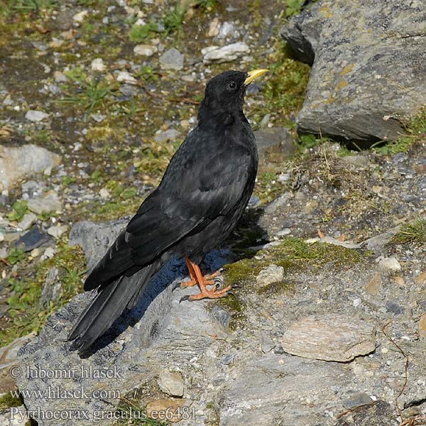 Kavče žlutozobé Alpeallike Alpenkauw Alppinaakka