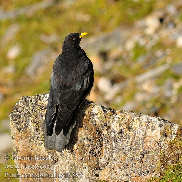 Pyrrhocorax graculus ff9495