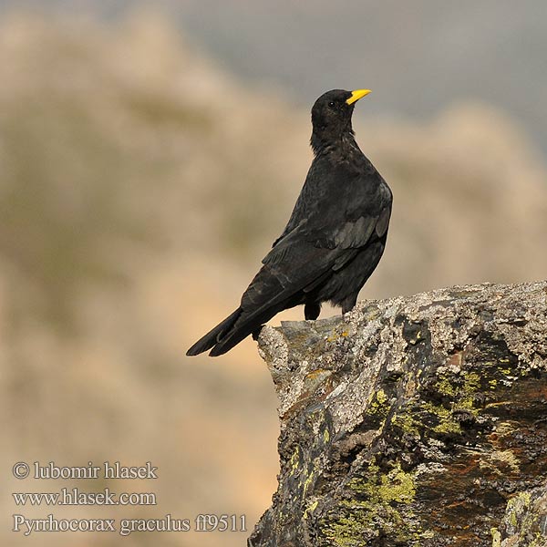 Pyrrhocorax graculus ff9511