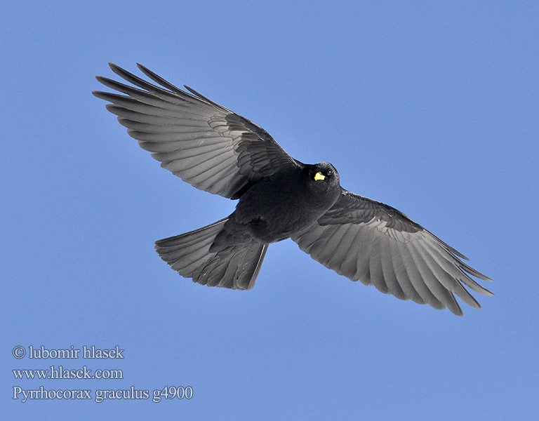 Pyrrhocorax graculus g4900