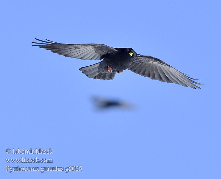 Pyrrhocorax graculus g5025