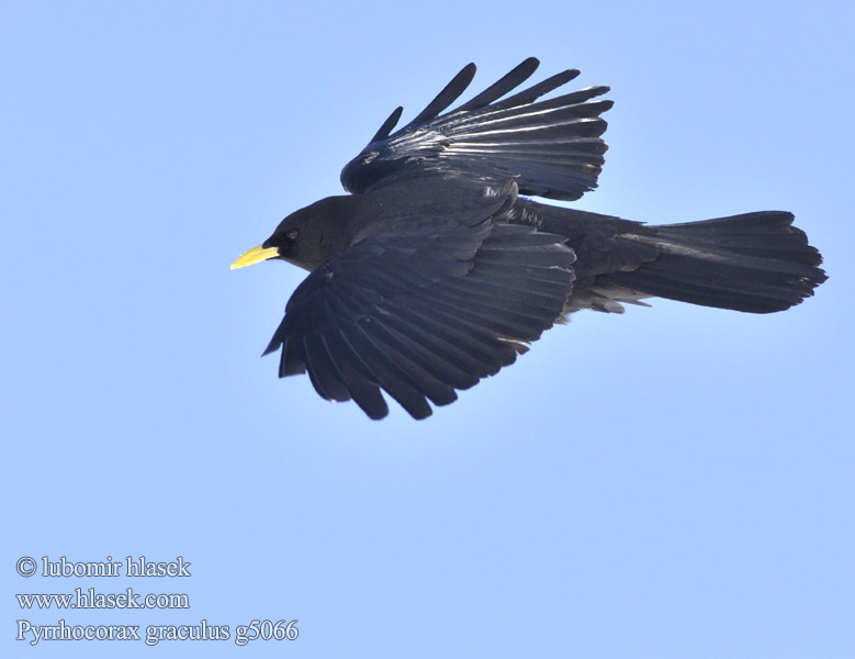 Pyrrhocorax graculus g5066