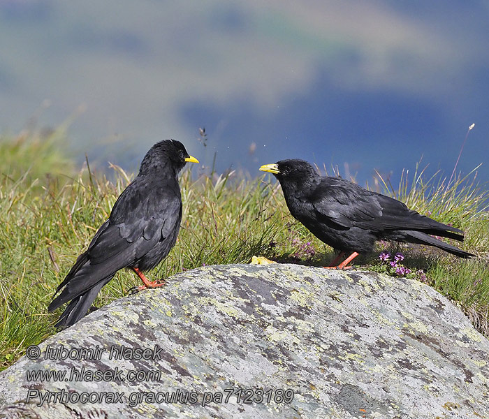 Pyrrhocorax graculus