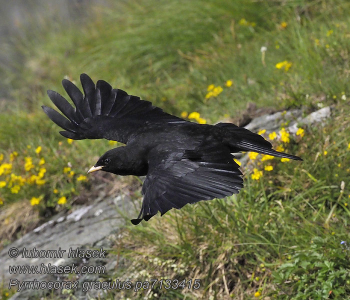 Pyrrhocorax graculus