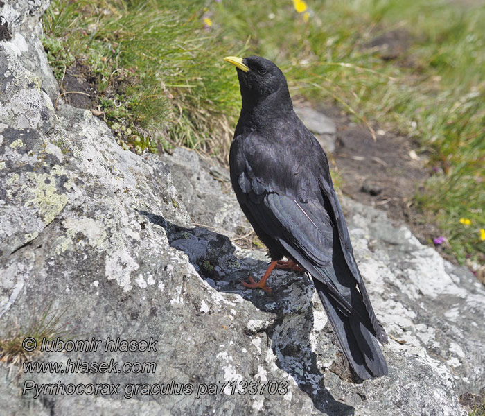 Pyrrhocorax graculus