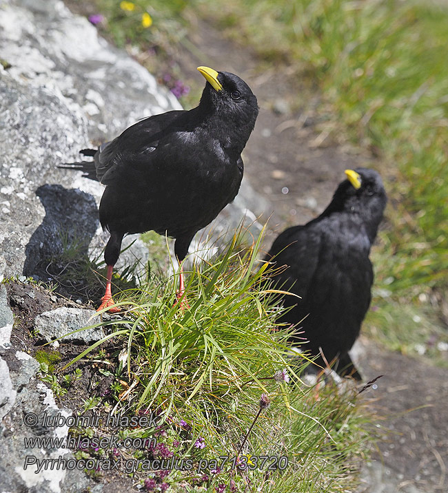 Pyrrhocorax graculus