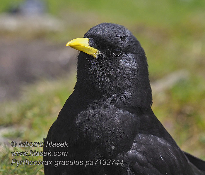 Pyrrhocorax graculus