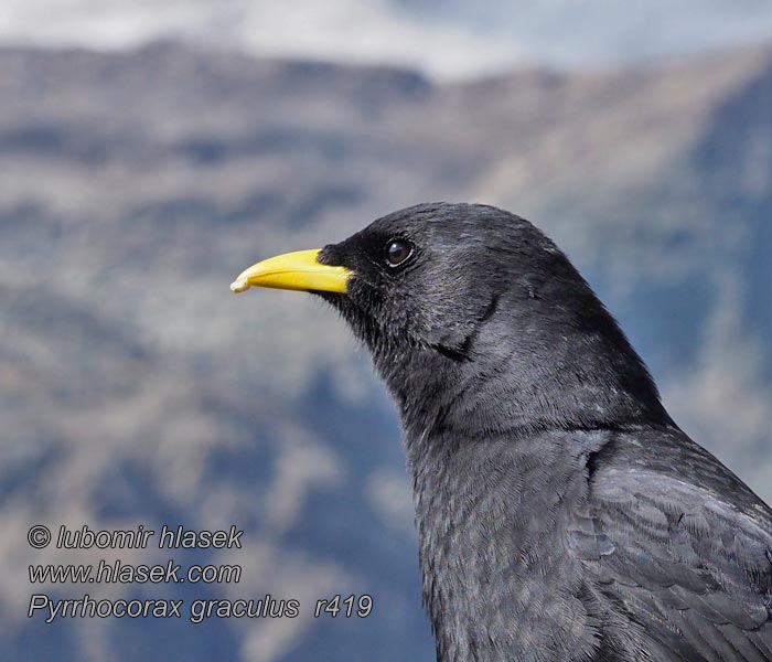 Alpendohle Pyrrhocorax graculus