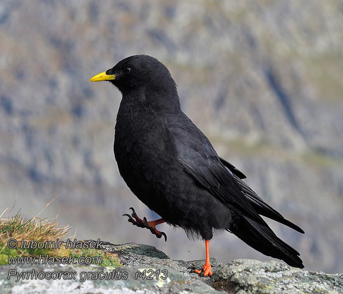 Chova Piquigualda Pyrrhocorax graculus