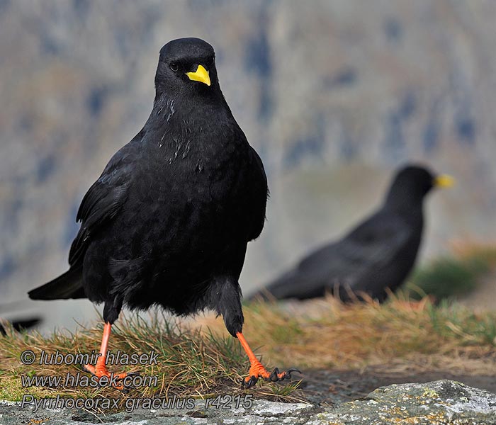 Kavče žlutozobé Pyrrhocorax graculus