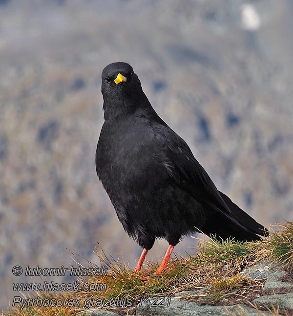 Alpeallike Pyrrhocorax graculus