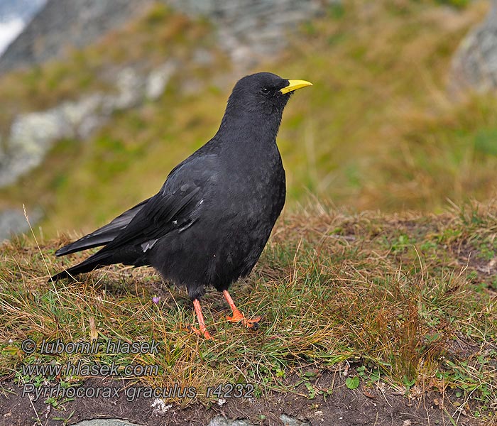 Alpenkauw Pyrrhocorax graculus