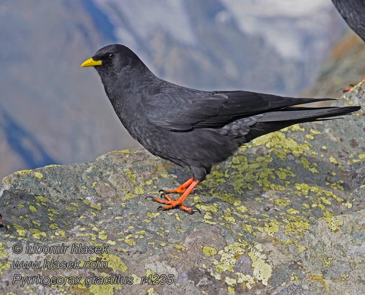 Alppinaakka Pyrrhocorax graculus