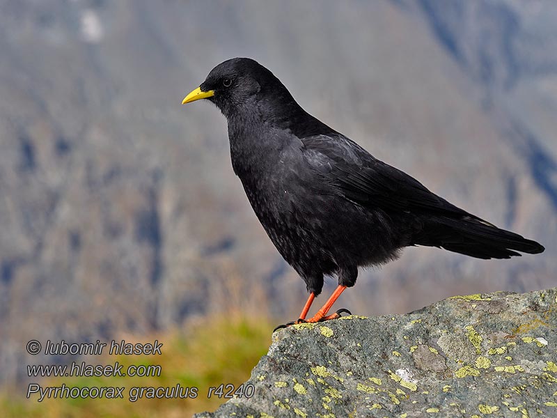 Gracchio alpino Pyrrhocorax graculus