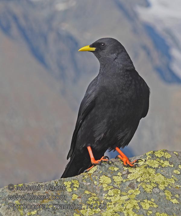 Alpekaie Pyrrhocorax graculus