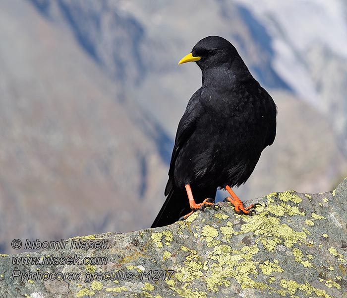 Alpkaja Pyrrhocorax graculus