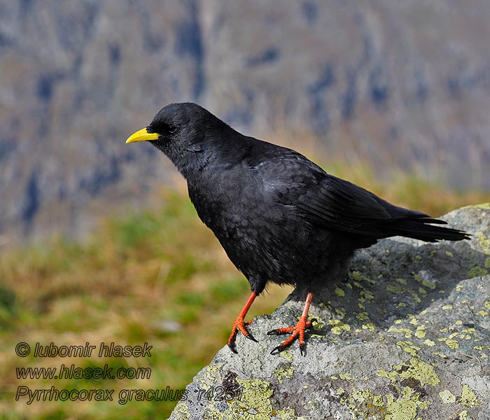 黄嘴山鸦 Pyrrhocorax graculus