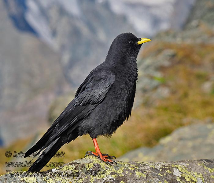 Альпийская галка Pyrrhocorax graculus