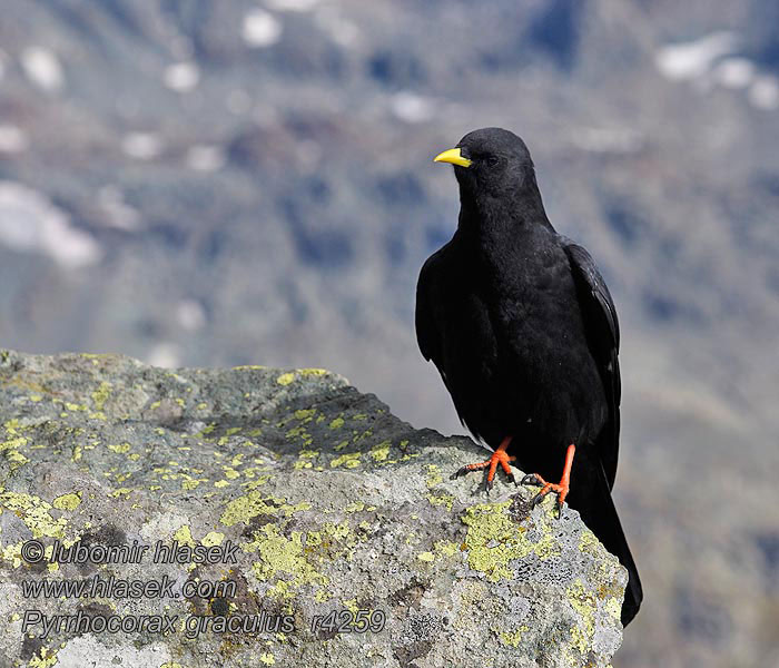 Alpine Chough Pyrrhocorax graculus