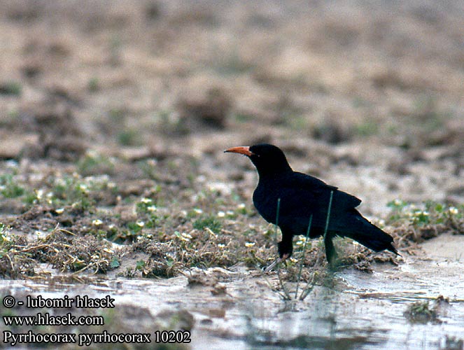 Pyrrhocorax pyrrhocorax Chough Alpenkrähe Crave bec rouge