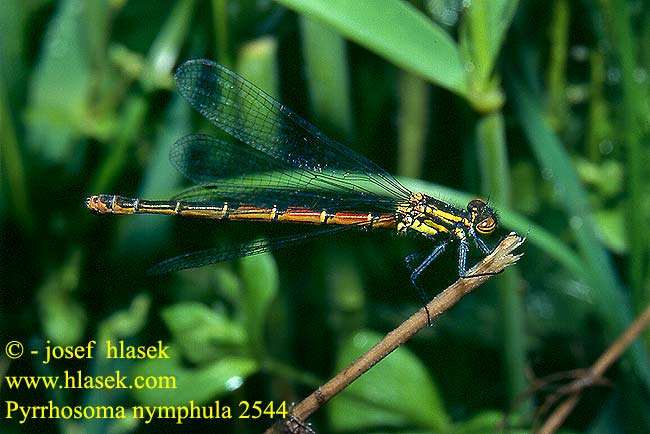 Pyrrhosoma nymphula Large red damselfly Damsel Rød Vandnymfe vannymfe Punatytönkorento Agrion fuoco corps deu Vuurjuffer Frühe Adonislibelle łunica czerwona Šidélko ruměnné Röd flickslända Краснотелка Вогнетілка-русалонька Rani plamenec Vörös légivadász