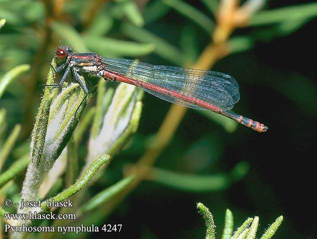 Pyrrhosoma nymphula Rød Vandnymfe vannymfe Punatytönkorento Agrion fuoco corps deu Vuurjuffer Frühe Adonislibelle łunica czerwona Šidélko ruměnné Röd flickslända Краснотелка Вогнетілка-русалонька Rani plamenec Vörös légivadász Large red damselfly Damsel