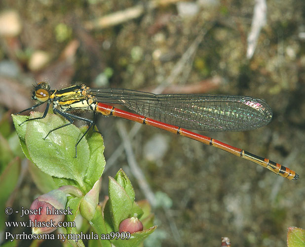 Pyrrhosoma nymphula aa9909