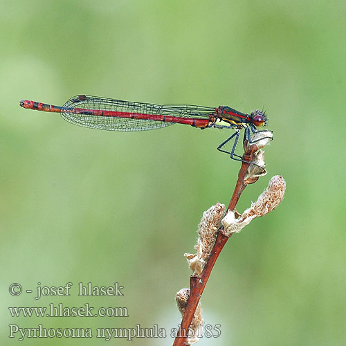 Pyrrhosoma nymphula Šidélko ruměnné Röd flickslända Краснотелка Вогнетілка-русалонька Rani plamenec Vörös légivadász Large red damselfly Damsel Rød Vandnymfe vannymfe Punatytönkorento Agrion fuoco corps deu Vuurjuffer Frühe Adonislibelle łunica czerwona