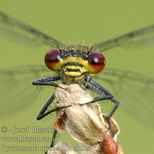 Pyrrhosoma nymphula Краснотелка Вогнетілка-русалонька Rani plamenec Vörös légivadász Large red damselfly Damsel Rød Vandnymfe vannymfe Punatytönkorento Agrion fuoco corps deu Vuurjuffer Frühe Adonislibelle łunica czerwona Šidélko ruměnné Röd flickslända