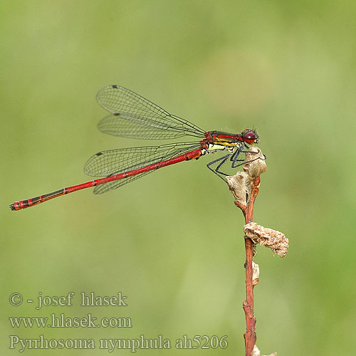 Pyrrhosoma nymphula šidélko ruměnné Röd flickslända Rød vannymfe Краснотелка Вогнетілка-русалонька Large red damselfly Damsel Rød Vandnymfe Punatytönkorento Agrion corps deu Vuurjuffer Agrion fuoco Frühe Adonislibelle łunica czerwona