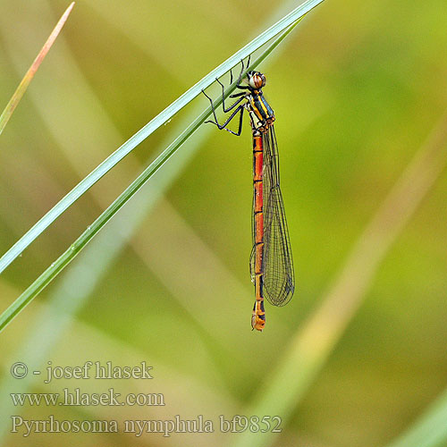 Pyrrhosoma nymphula bf9852