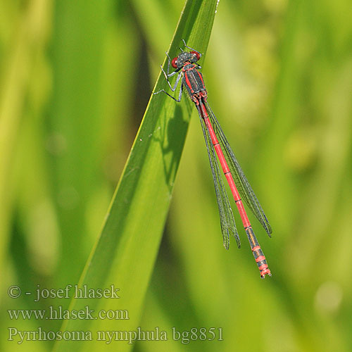 Pyrrhosoma nymphula bg8851