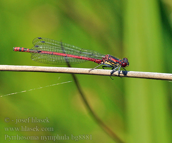 Pyrrhosoma nymphula bg8881